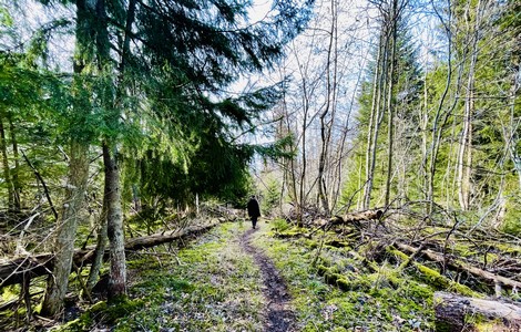 En landskapsbild över Storpissan naturreservat. På bilden ser man en man med svart jacka som går längs med en skogsstig.  