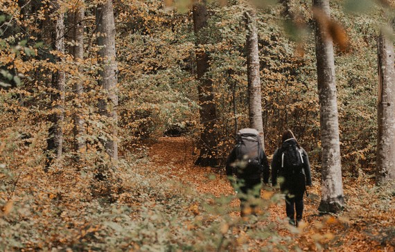 Två personer som vandrar i Ombergs bokskog.