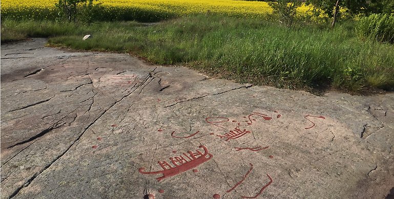 Ett foto över ett stenblock med lämningar från flera hällristningar. Hällristningarna är målade med röd färg så man tydligt kan urskilja motiven från stenblocket. I bakgrunden ser man ett grönt och gult rapsfält. 
