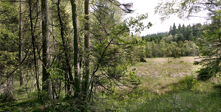 Ett foto från Mörkahålkärret naturreservat. På bilden ser man ett öppet skogsparti som är inlindad i skog. 