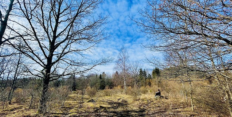 Landskapsbild över Ostmossen naturreservat.