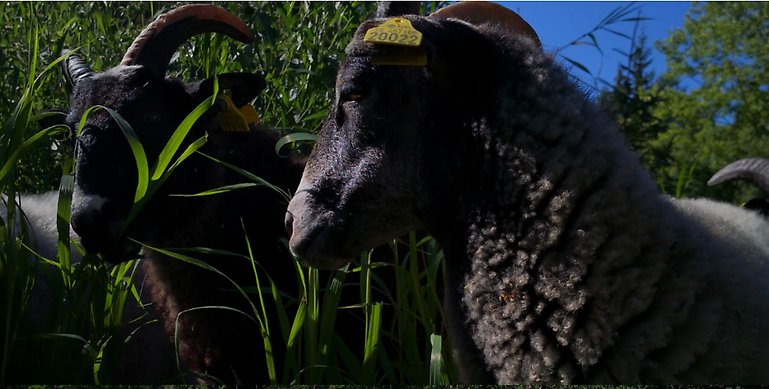En fokusbild på ett svart får som kollar på ett annat får som betar bland högt gräs.